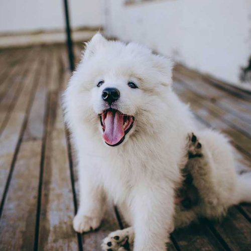 dogmarvel-welpe-sitzt