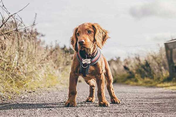 dogmarvel-welpe-weg-quadrat
