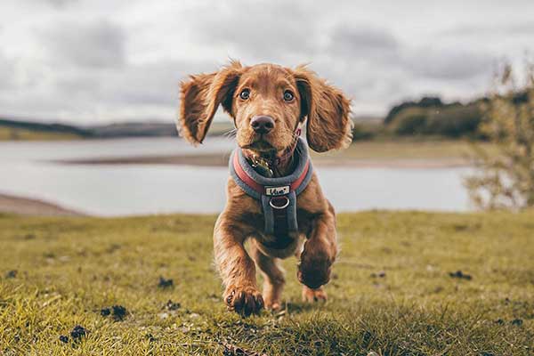 dogmarvel-welpe-natur