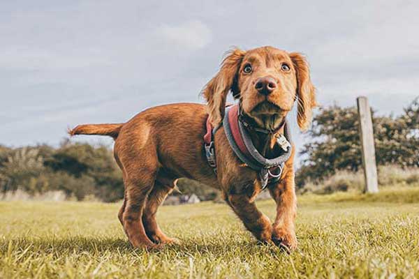 dogmarvel-welpe-rasen-quadrat