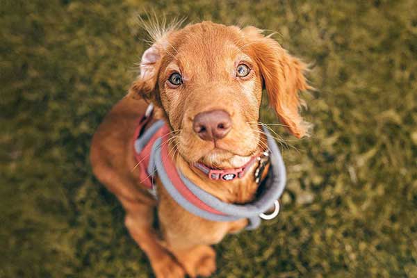 dogmarvel-welpe-sitzend