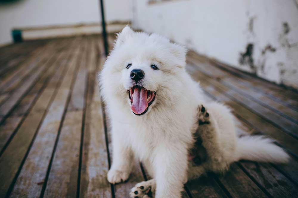 dogmarvel-welpe-sitzt