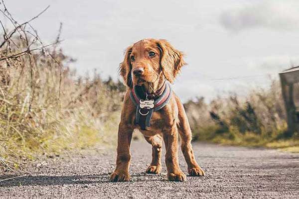 dogmarvel-welpe-weg-quadrat