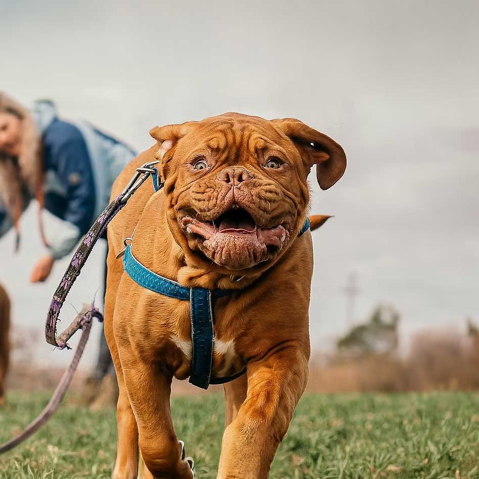 dogmarvel-junghunde-header-smartphone