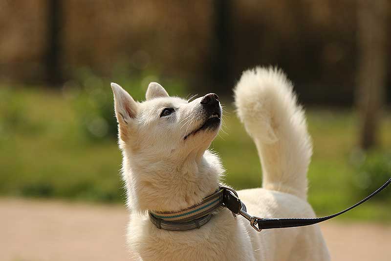 dogmarvel-erziehung-beginner
