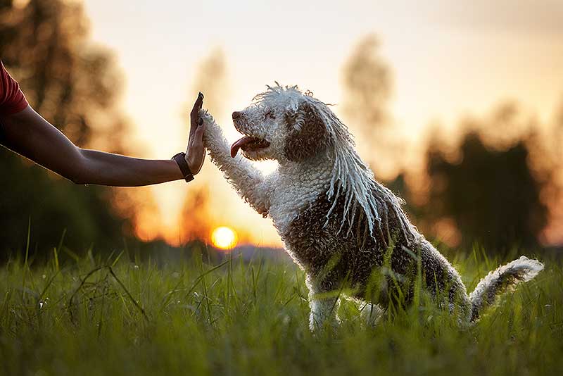 dogmarvel-erziehung-die-vollendung