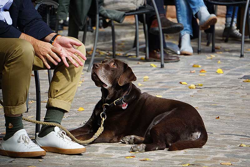 dogmarvel-erziehung-expander