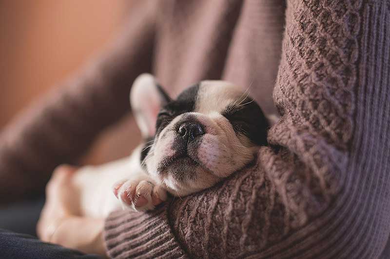 dogmarvel-erziehung-hund-mensch-beziehung