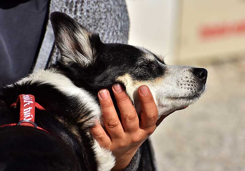 dogmarvel-erziehung-koerperarbeit