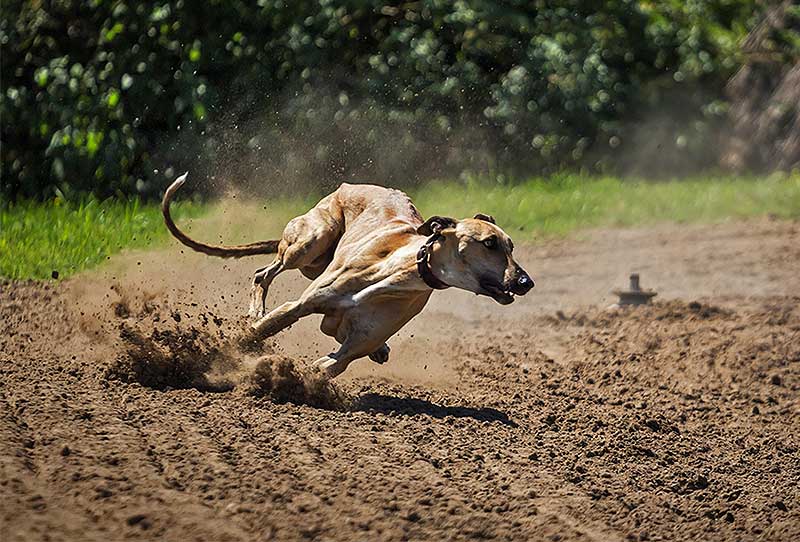 dogmarvel-erziehung-team-flash