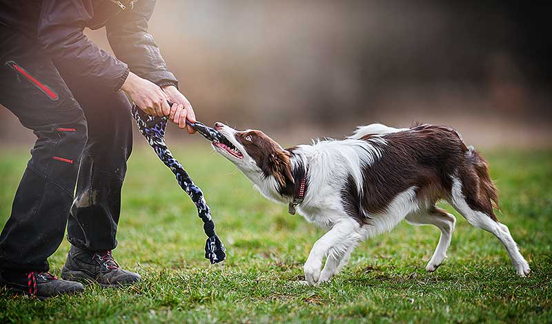 dogmarvel-erziehung-team-thor