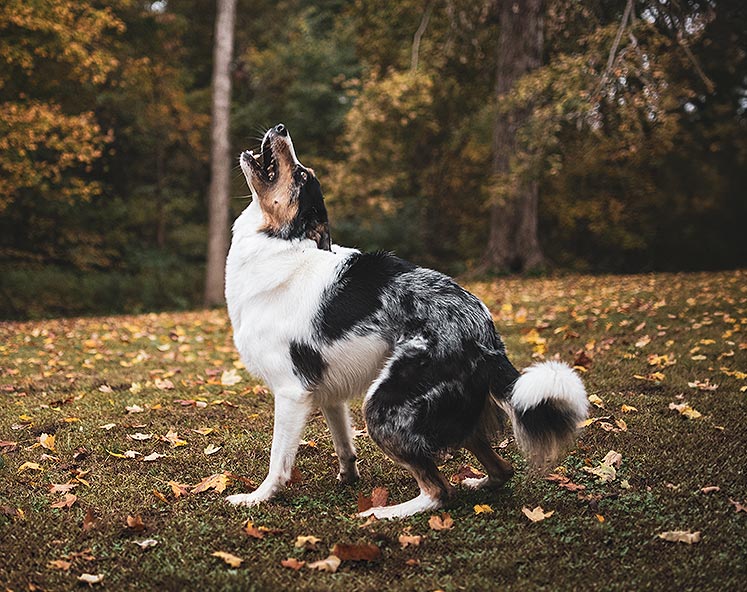 dogmarvel-hibbelhundekurs-quadrat