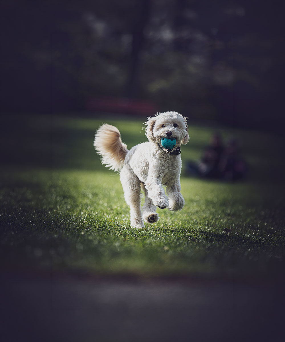 dogmarvel-hund-ball-larger