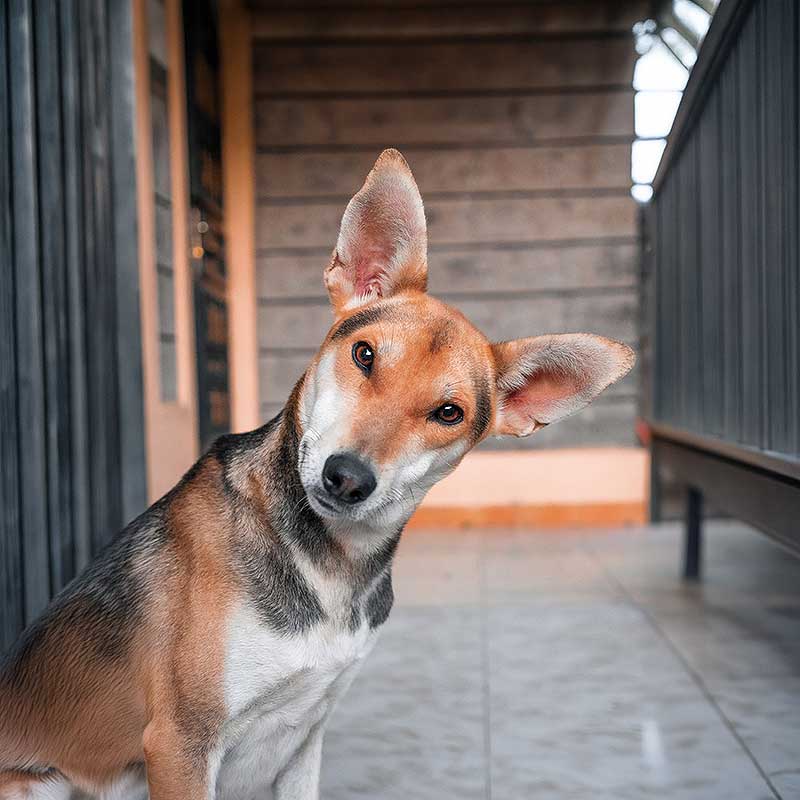 dogmarvel-kaufberatung-faq