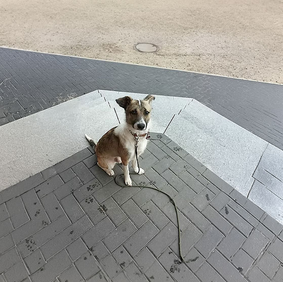 dogmarvel-nemo-quadrat