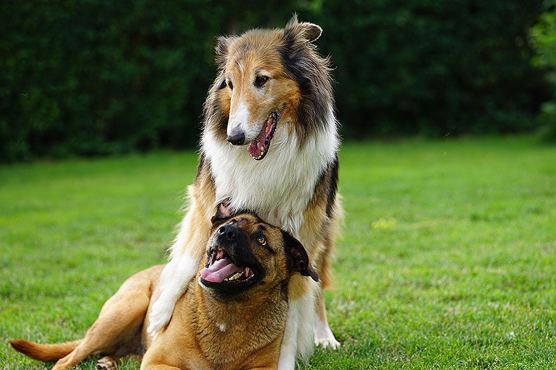 dogmarvel-pug-and-play