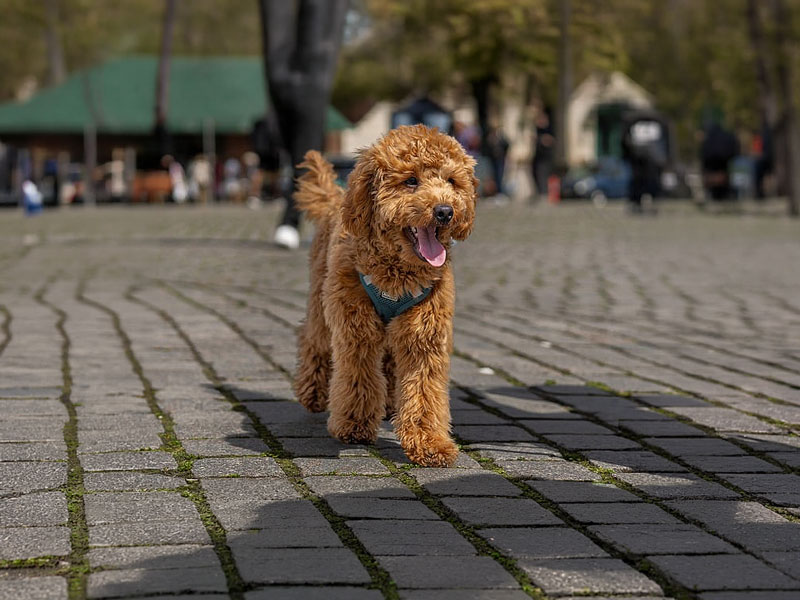 dogmarvel-master