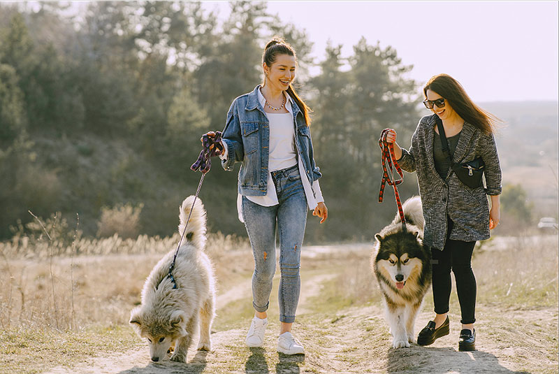 dogmarvel-social-walks-gross