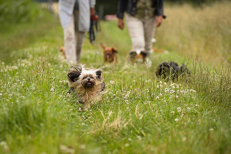 dogmarvel-social-walks-klein