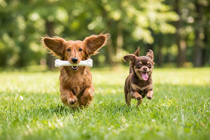 dogmarvel-sozialkontaktstunden-kleine-hunde